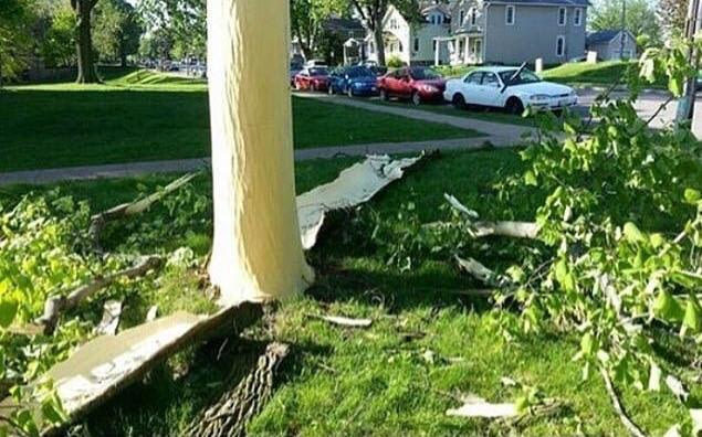 Tree struck by lightning caused bark to explode, effectively stripping tree