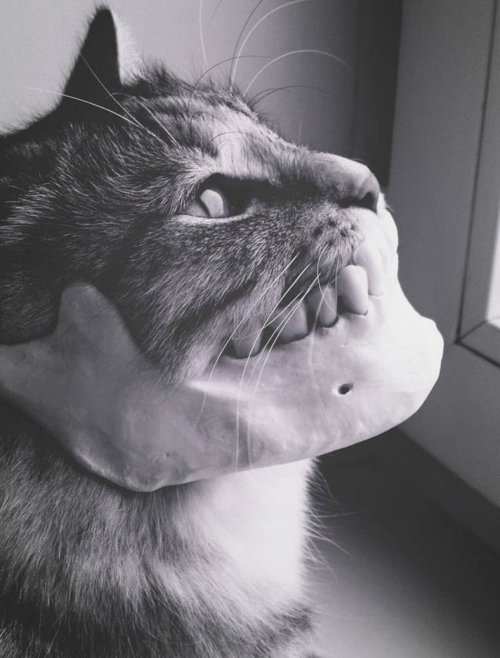 A cat wearing his hoomans jaw as a souvenir