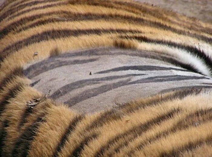 A tiger&#039;s skin is also striped