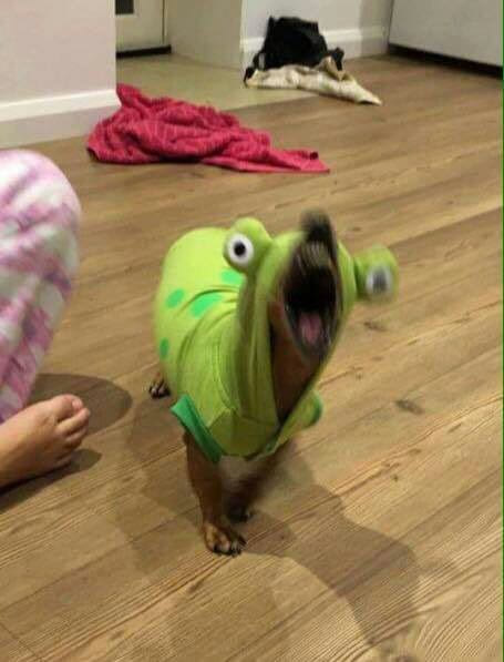 Froggo + Doggo = ?